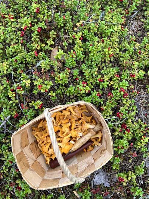 Mushroom Hunting photo 5