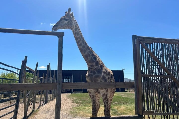 Giraffe Encounter and Lion Park with Wine Tasting in Stellenbosch