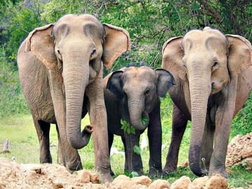 Luxury Safari Camping Experience in Yala National Park