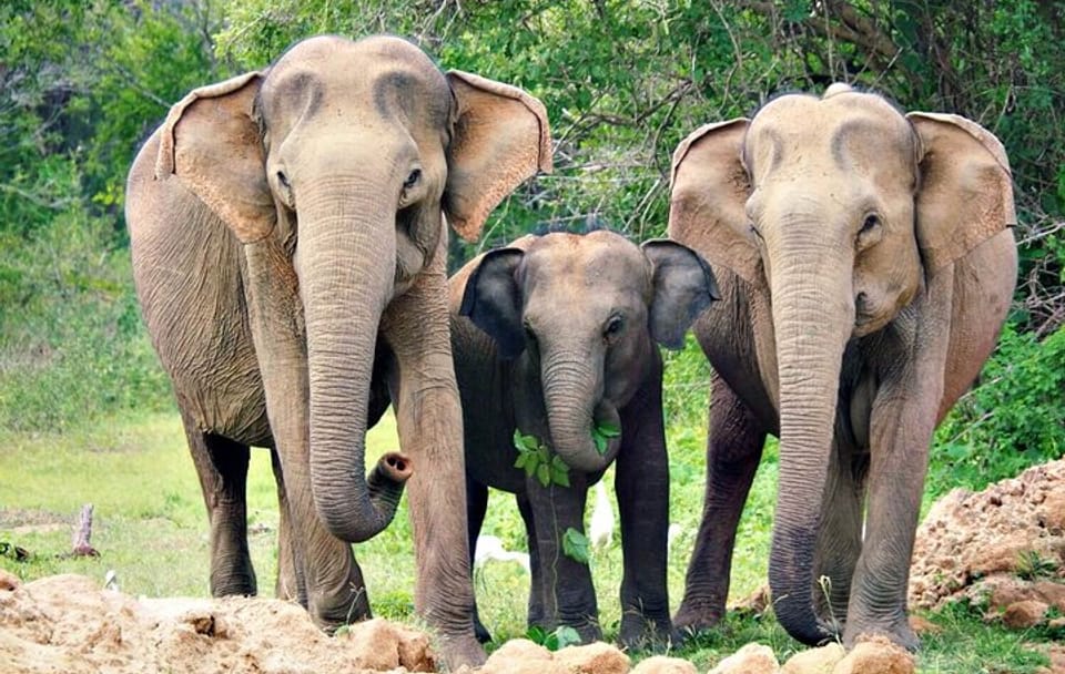 Luxury Safari Camping in Yala