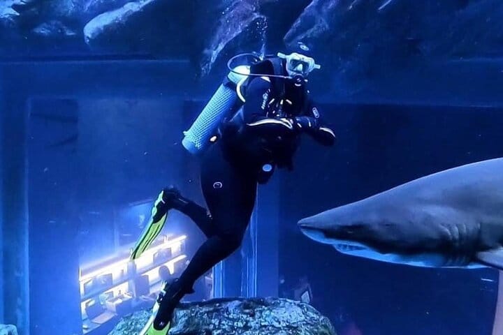 Dubai Aquarium + underwater Zoo & Penguin Cove