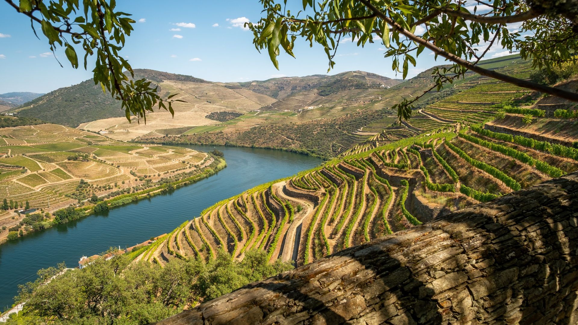 Image taken on the slopes of a Douro hill overlooking the blue Douro River and the terraced vineyards on Cooltour Oporto's Douro Valley Tour