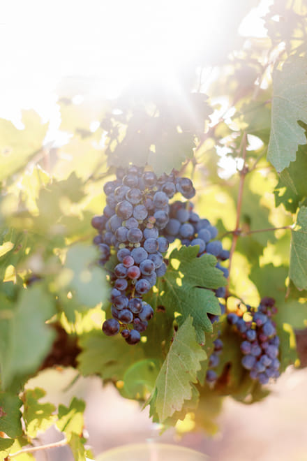 Private Hunter Valley Wine Tour from Palm Beach & Central Coast | Full Day Tour with 3 Tastings & Lunch - Photo 5