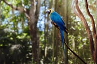 Bird Park