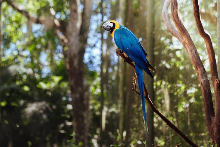 Bird Park