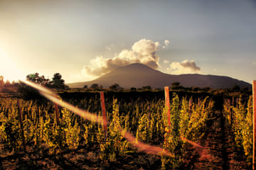 Wine Tasting Tour in Boscotrecase near Vesuvius from Naples