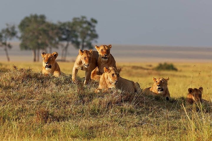 7 Days 6 Nights Maasai Mara, Lake Nakuru, Lake Naivasha and Amboseli Luxury Safari