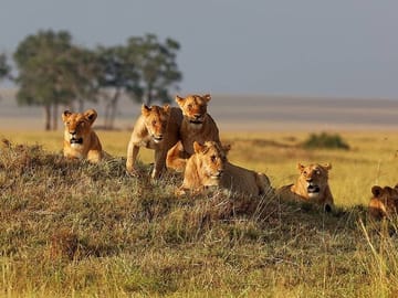 7 Days Maasai mara,Nakuru,Naivasha and Amboseli Budget Safari