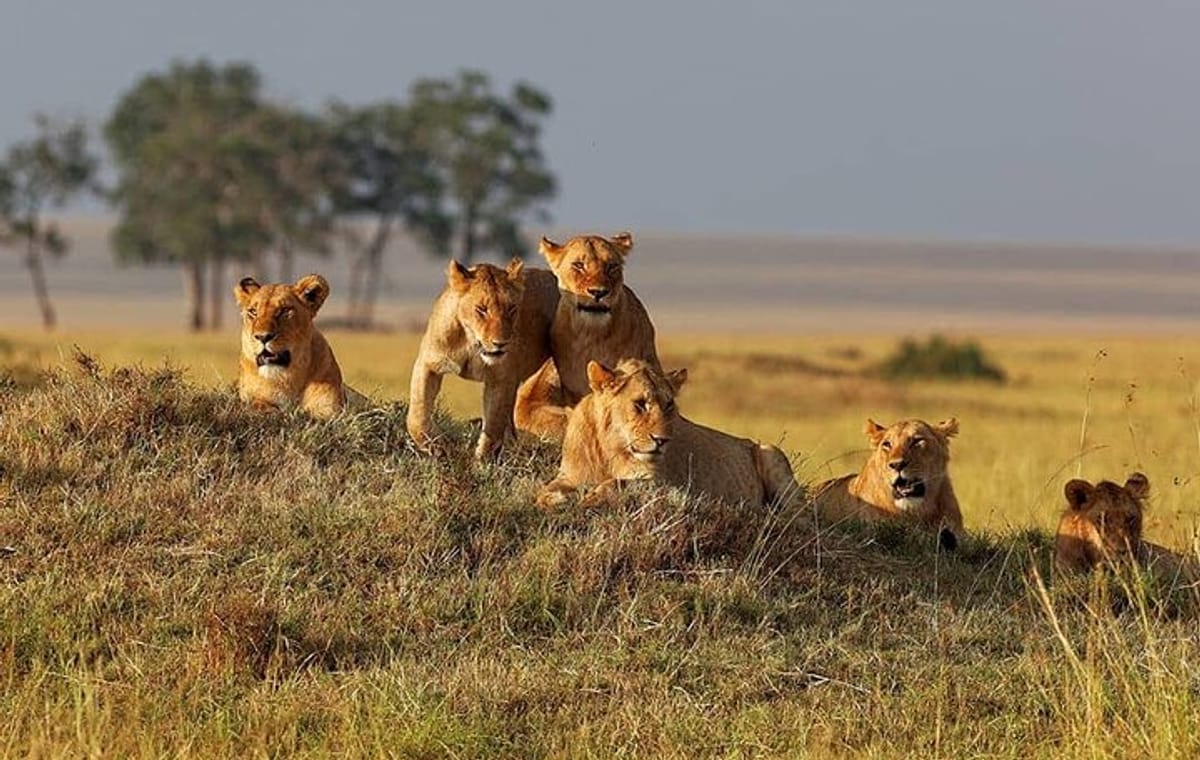 7 Days Kenya Budget Safari In 4WD