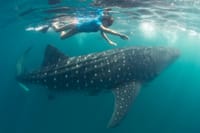Whale shaks in Mafia Island