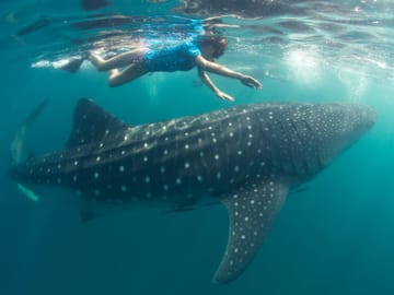 Whale shaks in Mafia Island
