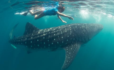 Whale Shark Snorkeling Adventure on Mafia Island from Zanzibar with Private Tran