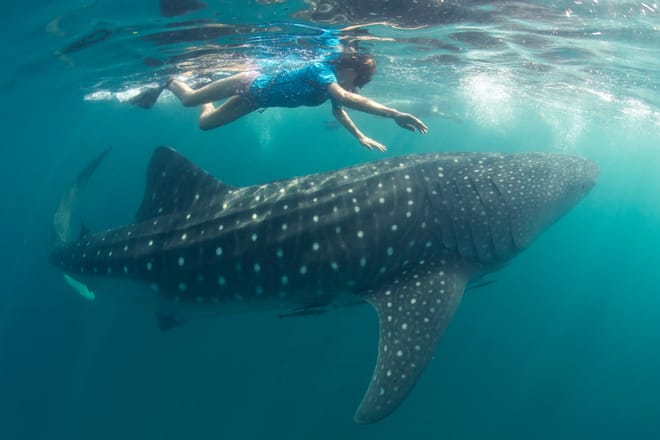 Full Day Whale Shark Snorkeling Adventure on Mafia Island from Zanzibar