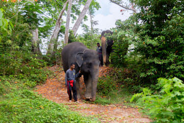 4-Hours Phuket Ethical Elephant Sanctuary Tour with Lunch