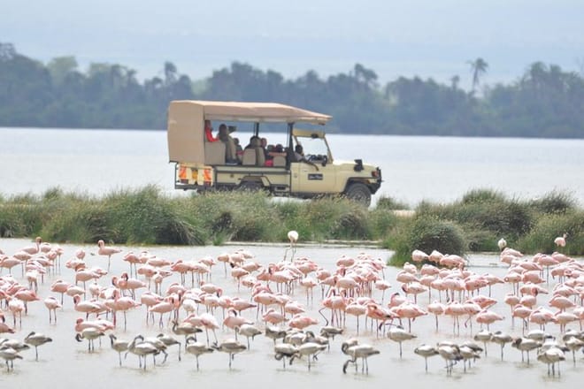 3-Day Amboseli & Mt Kilimanjaro Fly In Safari from Mombasa. 6