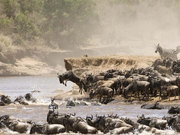 Wildebeest crossing the Mara River