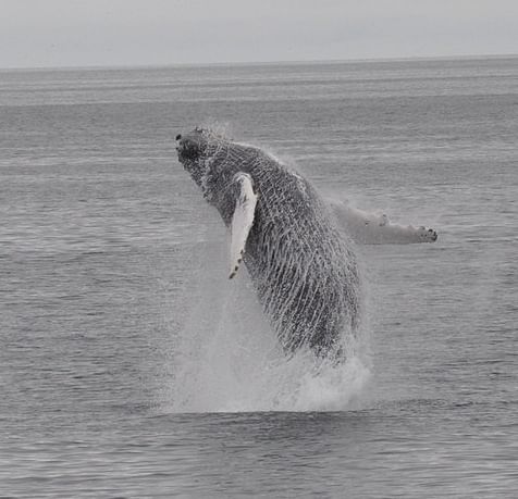 Whale Watching and Puffin Tour: Explore Iceland's Wildlife from Old Harbour in Downtown Reykjavik