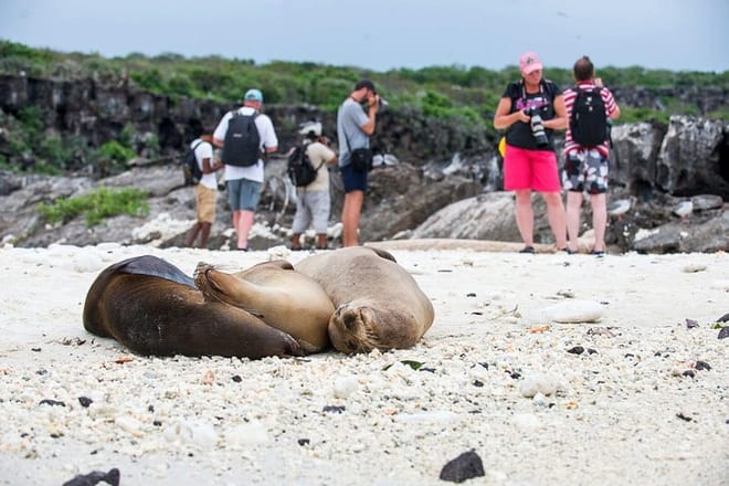 Galapagos Sea Lions