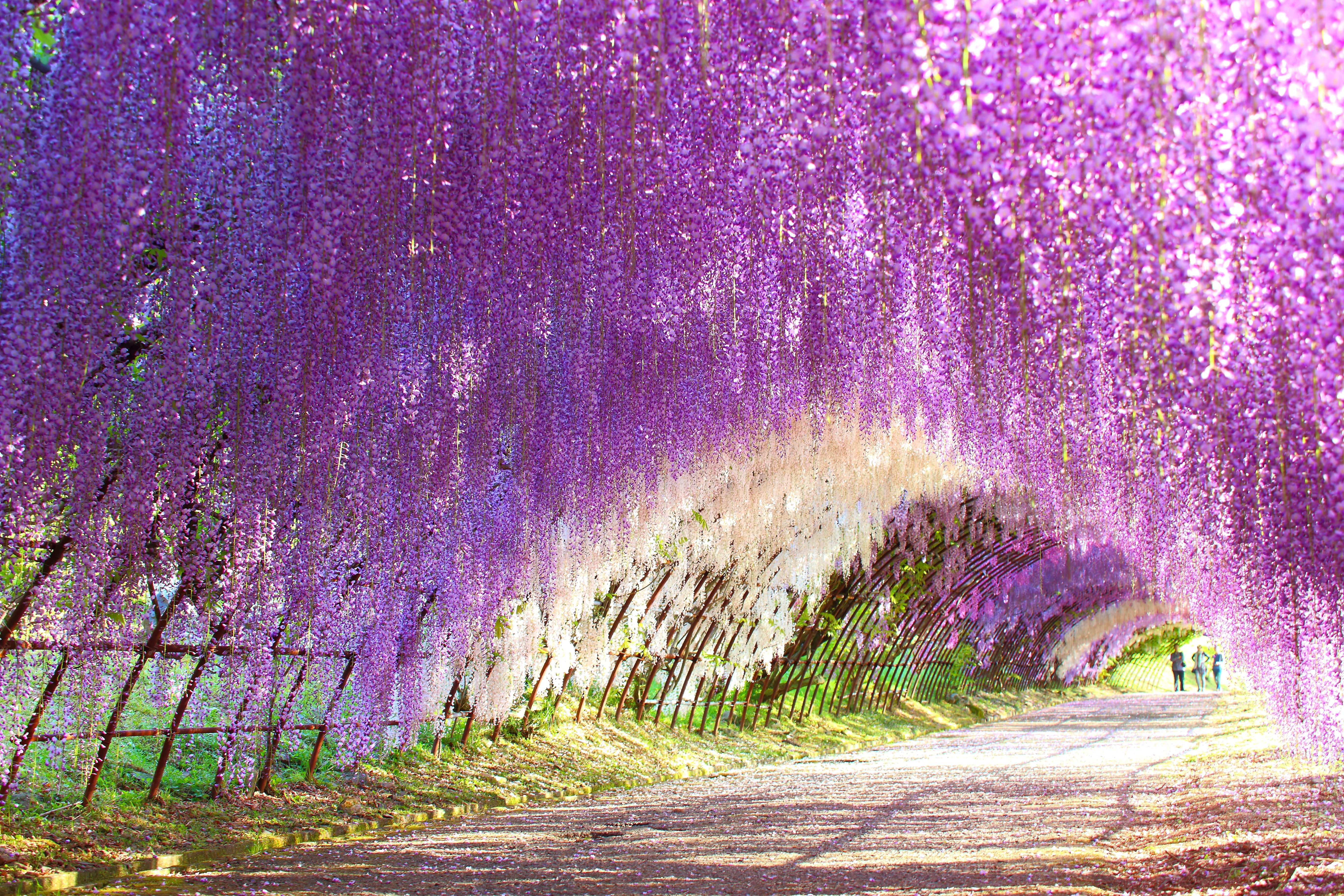 Kitakyushu Private Vehicle Service with Restaurant Reservation