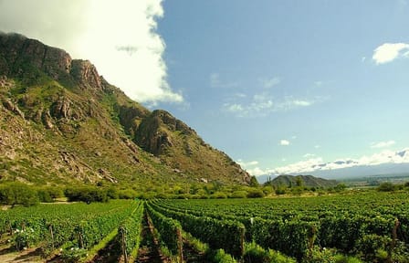 Half-Day Wine Road Premium Tour From Cafayate