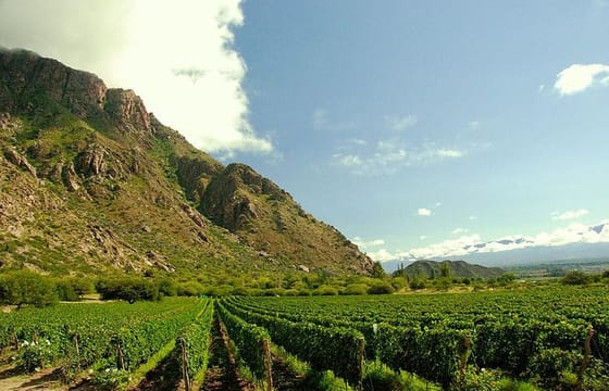 Half-Day Wine Road Premium Tour From Cafayate