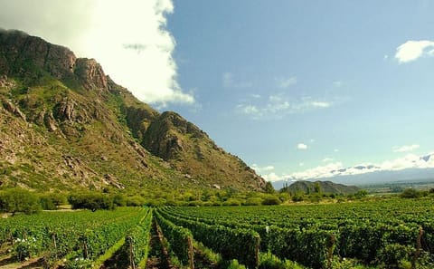 Half-Day Premium Wine Tour in Cafayate, Argentina