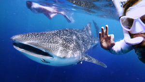 Exclusive boating experience (Dolphin watching, fishing and snorkeling enhancement)