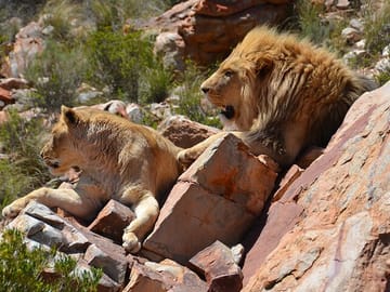 Big 5 Safari and Wine Tasting Tour from Cape Town