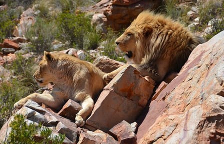 Big 5 Safari and Wine Tasting Tour from Cape Town