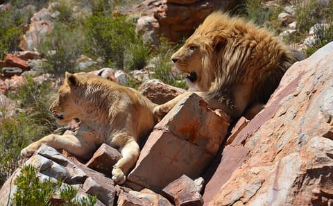 Big 5 Safari and Wine Tasting Tour from Cape Town