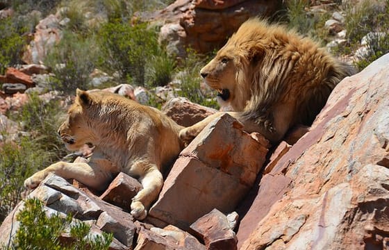 Big 5 Safari Aquila Game Tour wine tasting and Lunch