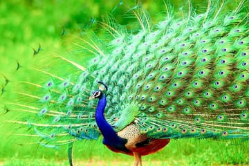 One Day Safari Tour to Bundala National Park from Colombo