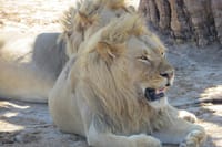 Hwange National Park & Victoria Falls 5 days Combo 1