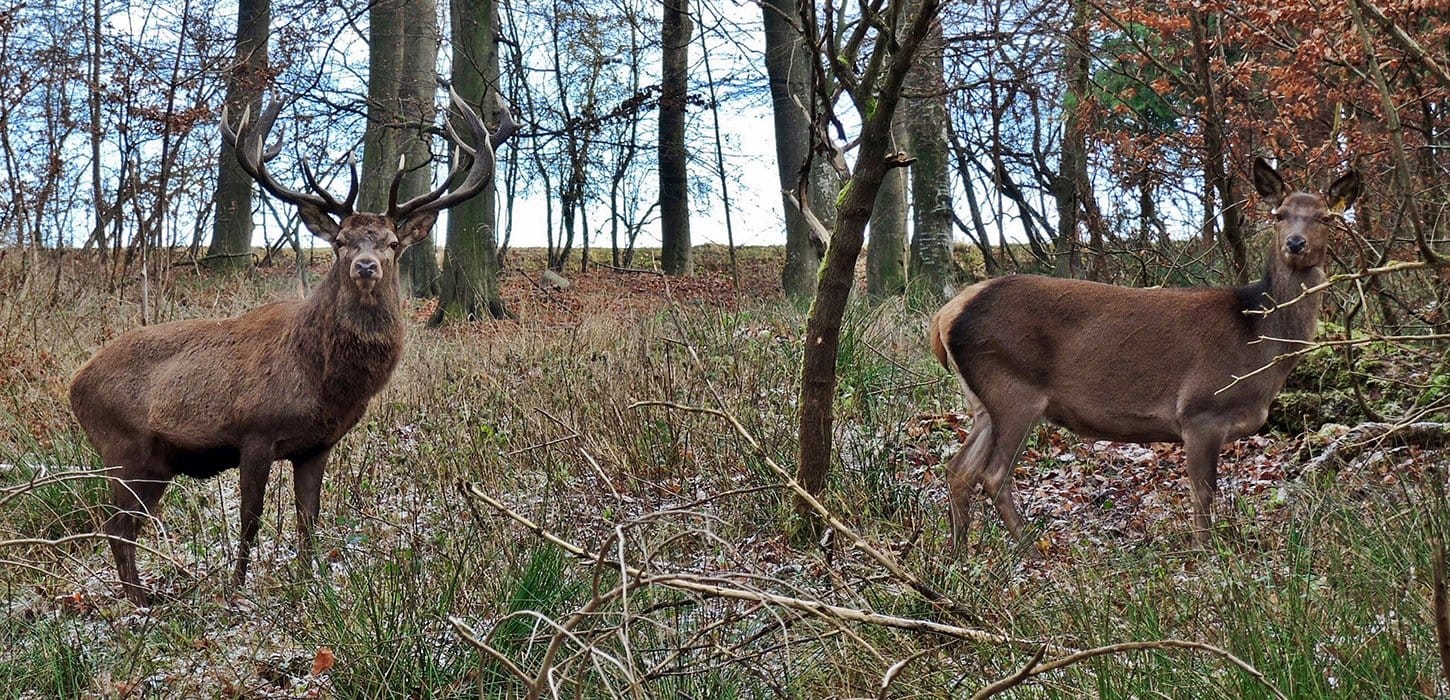 Middelfart- Bridge walking, Hindsgavl Castle, Deer park, Middelfart centrum (shopping center)