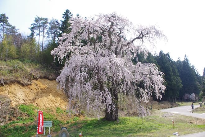 Off the Beaten Path Fukushima Nihonmatsu's Cherry Blossom Tour photo 5