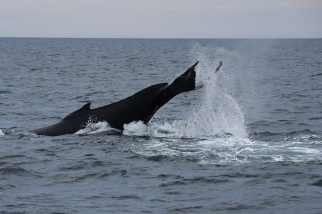 Whale Watching & Whales of Iceland Exhibition 9