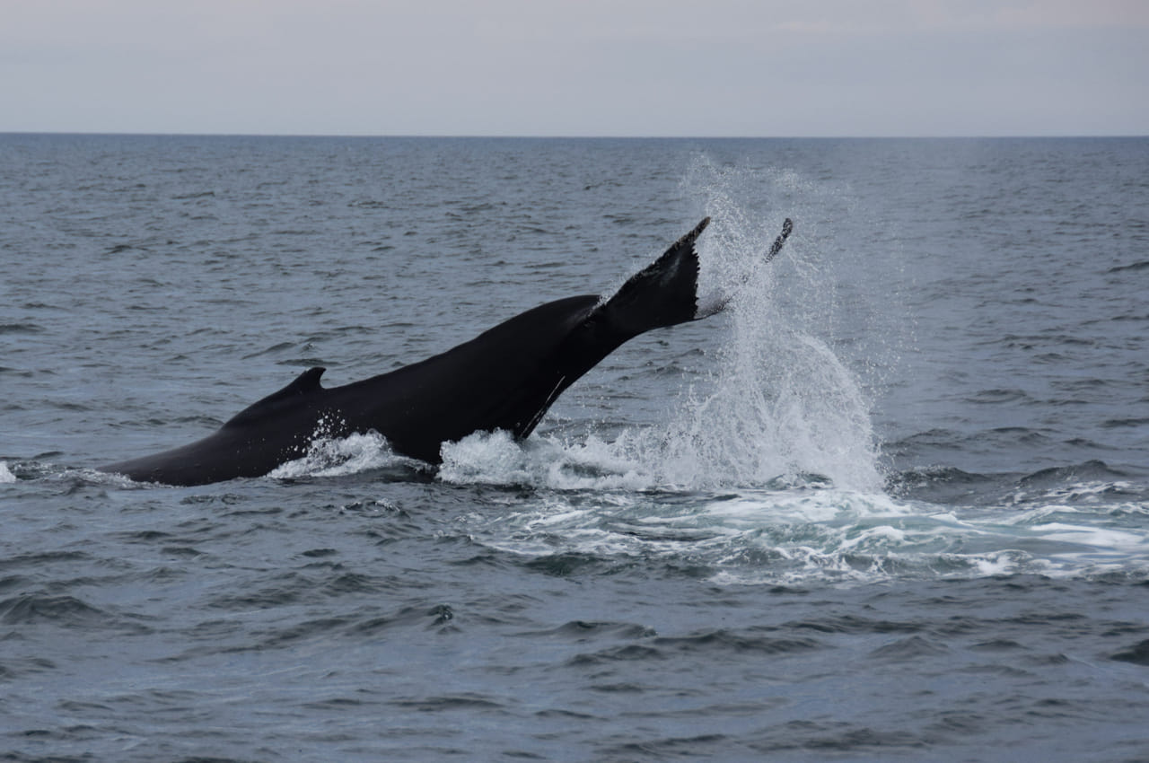 Whale Watching & Whales of Iceland Exhibition 9