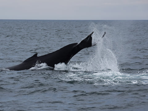 Whale Watching & Whales of Iceland Museum, photo 9