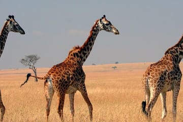 4-Day 3-Night Masai Mara Reserve Only Guided Safari