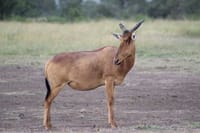 Antelope alert: poised and vigilant