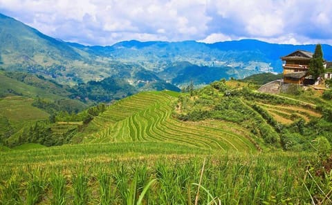 Full-day Hiking Tour of Longji Rice Terraces and Villages