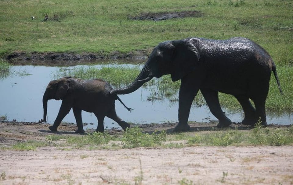 Chobe National Park half-day adventure from Victoria Falls