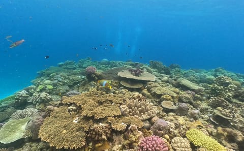 SCUBA Diving Experience in Nago, Okinawa's Vibrant Waters