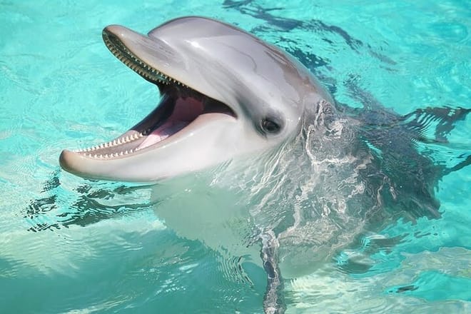 Dolphin Photo Session with Transfer - Hurghada 9