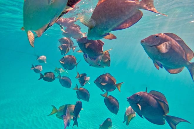 Santuario de tortugas Akumal Snorkel Experiencia marina