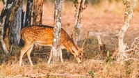  From Negombo: Wilpattu National Park Safari 7