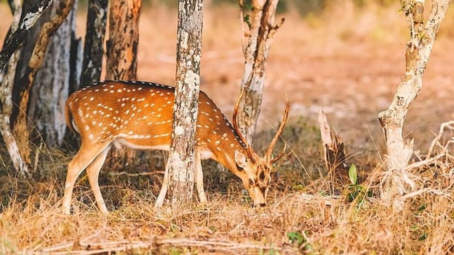  From Negombo: Wilpattu National Park Safari 7