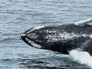 Best Value Whale Watching tour from Reykjavik, photo 15