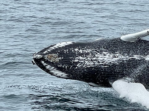 Best Value Whale Watching tour from Reykjavik, photo 15