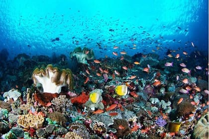 Nusa Penida Snorkling Package